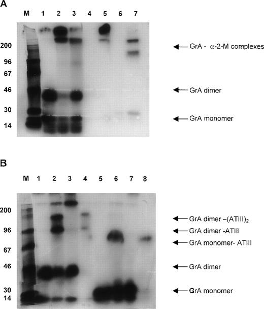 Fig. 1. Complex formation of radiolabeled granzyme A (GrA) to proteinase inhibitors in plasma. / Approximately 1 pg of 125I-GrA was incubated with 2 μL of plasma for 30 minutes at 20°C. Next, samples were either prepared for SDS-PAGE directly or incubated with 2 mL monoclonal antibody (mAb) coupled to Sepharose beads (2 mg/mL) for 30 minutes followed by recovery of the Sepharose-bound proteins that then were prepared for SDS-PAGE. After electrophoresis, the gel was dried and labeled; GrA was visualized by autoradiography. (A) Complex formation of125I-radiolabeled GrA in EDTA plasma: lane 1, GrA; lane 2, GrA incubated with EDTA plasma; lane 3, GrA incubated with plasma in the presence of phenylmethylsulfonyl fluoride; lane 4, immunoprecipitation of purified GrA with mAb M1; lane 5, immunoprecipitation of GrA in EDTA plasma with mAb M1; lane 6 and 7, as lanes 4 and 5 respectively, but under reducing conditions. (B) Complex formation of 125I-radiolabeled GrA in heparin plasma: lane 1, GrA; lane 2, GrA incubated with heparin plasma; lane 3, GrA incubated in heparin plasma in the presence of phenylmethylsulfonyl fluoride; lane 4, immunoprecipitation of purified GrA in heparin plasma with mAb a-antithrombin III; lane 5, 6, 7, and 8 same as lane 1, 2, 3, and 4, respectively, but under reducing conditions.