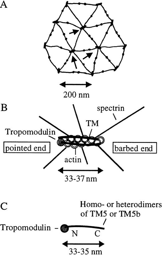 Fig. 1. Hexagonal lattices, protofilament, and tropomodulin-TM complex of the erythrocyte membrane skeletal network. / (A) The top view of the hexagonal network based on the electron micrographs.1-3 As indicated by an arrow, 6 spectrin tetramers are associated with 1 junctional complex. The junctional complexes are approximately 33-37 nm in length. Each spectrin tetramer is approximately 200 nm long and comprises 2 αβ spectrin dimers associated with a head-to-head fashion. The 2 tail ends of the spectrin tetramer join the junctional complexes, and the 2 head ends meet with each other in the middle. The pair of smaller complexes in the mid regions of the spectrin tetramers are protein 4.2/band 3/ankyrin complexes, which hang the membrane skeletal network to the lipid bilayer. (B) The molecular model of an actin protofilament in the erythrocyte membrane skeleton. The filament's length is approximately 6-7 G-actin and is associated with only 2 TM molecules, 1 in each groove of the actin filament, and 1 tropomodulin molecule at the pointed end. The barbed end may either be uncapped or capped by adducin,7 gelsolin,8 or another barbed-end capping protein. The number of G-actin limits the number of spectrin binding to the protofilament and defines the hexagonal geometry of the membrane network. (C) The model of the tropomodulin-TM complex that stabilizes the actin protofilament. Tropomodulin binds near the N-terminal of TM5 or TM5b (homodimer or heterodimer approximately 33-35 nm in length, 6 actin-binding sites), at the pointed end of the actin filament. The complex functions as a measuring device, determining the number of G-actin to be protected. N and C stand for the N-terminal and C-terminal of the TM molecule, respectively.