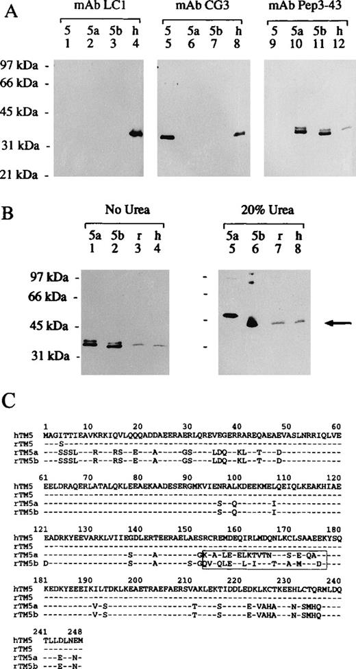 Fig. 2. Specificity of mAbs CG3, LC1, and Pep3-43 and the detection of TM5b in human erythrocyte ghost membranes. / (A) Using SDS-PAGE, 2 μg each of rTM5, rTM5a, and rTM5b and 30 μg human erythrocyte ghost membranes were separated on a 10% gel. Three identical sets of proteins were transblotted onto nitrocellulose membranes and probed either with mAbs CG31:1000 (panel labeled “mAb CG3”), LC11:500 (panel labeled “mAb LC1”), or Pep3-431:100 (panel labeled mAb “Pep3-43”). Secondary antibodies conjugated with HRP were used, and the signals were developed enzymatically. Molecular weight standards (lane 1) are phosphorylase b (97 kd), bovine serum albumin (66 kd), ovalbumin (45 kd), carbonic anhydrase (31 kd), and soybean trypsin inhibitor (21 kd). (B) This panel demonstrates the presence of TM5b, but not TM5a, in human erythrocyte ghost membranes. Using SDS-PAGE, we separated 2 μg each of purified rTM5a (lanes 1 and 5) and rTM5b (lanes 2 and 6) and 30 μg ghost membranes prepared from rat (lanes 3 and 7) and human (lanes 4 and 8) erythrocytes on an 10% gel in the absence (panel labeled “No Urea”) and presence (panel labeled “20% Urea”) of 20% urea. Both transblots were probed with mAb Pep3-431:100 and an HRP-conjugated secondary antibody against mouse IgG; the color was developed enzymatically. The arrow points to the band that comigrated with rTM5b in human and rat ghost membranes. (C) Amino acid (1 letter code) sequences of hTM5,35 rTM5,25 rTM5a, and rTM5b36are shown; numbers on the top refer to the amino acid residues. The − indicates residue identical with those in hTM5, with human (h) and rat (r) identified. rTM5a is identical to rTM5b except for the boxed region (residues 152-177) encoded by an alternative exon.
