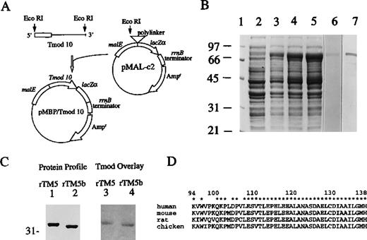 Fig. 4. Construction, expression, and purification of human recombinant tropomodulin and its binding to rTM5 and rTM5b. / (A) Human tropomodulin cDNA clone 10 was subcloned at the EcoR1 site downstream from the MalE gene, which encodes MBP. (B) The induction of the MBP/tropomodulin fusion protein. Total proteins ofE coli were separated on a 7% gel using SDS-PAGE and stained by Coomassie blue, before the addition of IPTG (lane 2) and 1 hour (lane 3), 2 hours (lane 4), and 3 hours (lane 5) after the addition of IPTG. Affinity-purified tropomodulin fusion protein (Mr 79 000) was either stained by Coomassie blue (lane 6, 2 μg) or transferred onto a nitrocellulose membrane and detected with tropomodulin-specific antibody using Western blot analysis (lane 7, 0.1 μg). Molecular weight standards (lane 1) are the same as in Figure 2. (C) A solid-phase binding assay demonstrates the binding of human tropomodulin to rTM5 and rTM5b. Using SDS-PAGE, 2 μg of rTM5 (lanes 1 and 3) and rTM5b (lanes 2 and 4) were separated on a 10% gel, transblotted onto a nitrocellulose membrane (panel labeled “Protein Profile”), and overlaid with 26 μg/mL recombinant human tropomodulin (panel labeled “Tmod Overlay”). The presence of bound tropomodulin was then analyzed by a rabbit antibody against tropomodulin followed by HRP-antirabbit IgG, enzymatic color development, and densitometry. (D) The panel shows the partial sequence alignments of human,16 mouse,32rat,33 and chicken38 tropomodulin in the region between residues 94 and 138. One letter code for amino acids is used. *Indicates identical residues among all 4 species. Numbers on the top indicate residue numbers in human tropomodulin.