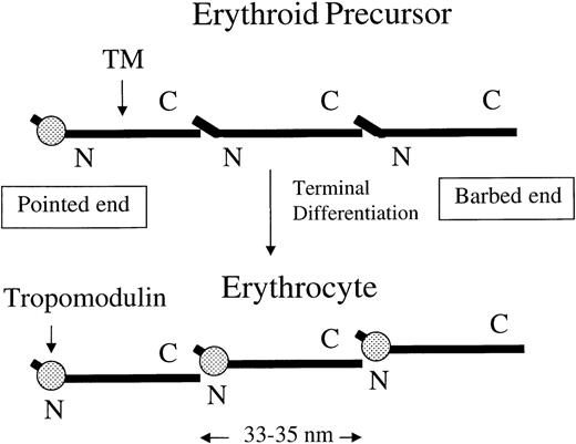Fig. 5. A switch of other TM isoforms to TM5 or TM5b and/or an increase of tropomodulin would favor the formation of actin protofilaments. / The tropomodulin-TM complex is able to bind to the pointed end of a long actin filament but not along it. The more tropomodulin bind to the N-terminal of homodimer or heterodimer of TM5 and TM5b (approximately 33-35 nm in length), the less the head-to-tail association of TM molecules can occur along the actin filaments. Increasing TM5, TM5b, and/or tropomodulin, therefore, would favor the stabilization of shorter actin filaments that are of the same size as an LMW TM molecule.