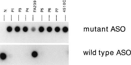 Fig. 2. Allele-specific oligonucleotide hybridization for IVS4. / Hybridization of the wild-type or mutant oligonucleotide to DNAs from the FA patients with the IVS4 mutation (P1, P3, P4, P5, P6, and P7) and control cells. 4510C cells are homozygous for the IVS4 mutation; FA239 cells are heterozygous (IVS4/wt) for this segment; and N indicates normal control.