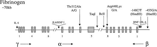Fig. 1. Representation of the organization of the fibrinogen gene locus. / The 3 genes for the polypeptides are represented along with the direction in which they are transcribed (horizontal arrows). Exons (blocks) are occasionally numbered. Common polymorphisms discussed in the test are indicated by vertical arrows, as are tissue-specific (HNF 1) and enhancer (IL-6) elements.