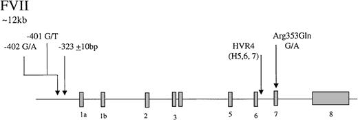 Fig. 2. Representation of the organization of the factor VII gene,. / together with the location of common polymorphisms discussed in the text.