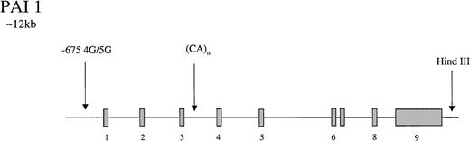 Fig. 3. Representation of the organization of the PAI 1 gene,. / together with the location of common polymorphisms discussed in the text.
