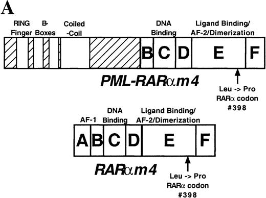 Fig. 1. PMLRARm4 and RARm4. / A, PMLRARαm4: the Leu to Pro point mutation at codon 398 ofRARα was introduced into a human PMLRARα cDNA whose chromosome 15 breakpoint lies in breakpoint cluster 1.16The PML portion of the fusion is shown with hatching with selected structural domains labeled and shown in white. The B-F domains that encompass the RARα portion of the fusion are labeled and functional regions are noted. RARαm4: the Leu to Pro point mutation was introduced into a human RARα1 cDNA. B, Hormone binding by PMLRARα (“Wild-type,” WT) andPMLRARαm4 (m4 mutant). Radiolabeled proteins synthesized by in vitro transcription and translation were incubated without or with increasing amounts of trypsin (indicated above the panels) in the absence or presence of 1 μmol tRA. The protein products were resolved by denaturing PAGE and visualized by autoradiography. The arrows show the position of the full-length undigested proteins. Smaller bands represent partially degraded products. C, Dominant negative activity of the m4 mutant proteins. CV-1 cells were transiently transfected with pSG5 constructs containing no exogenous receptor, RARα (WT),RARαm4, PMLRARα (WT), and PMLRARαm4. Luciferase activity expressed from a cotransfected βRARE-luciferase reporter gene was normalized to β-galactosidase activity from a cotransfected pCH210-LacZ plasmid. D, Decreased hormone-induced dissociation of SMRT corepressor by the m4 mutant proteins. GST-SMRT fusion protein was synthesized in E coli and was immobilized on glutathione agarose. The different receptor proteins were synthesized by in vitro transcription and translation and were incubated with the immobilized GST-SMRT in the absence or presence of 1 μmol tRA, as indicated below the panels. Equivalent amounts of GST-SMRT and radiolabeled receptor protein were used for each panel. Nonrecombinant GST, immobilized on glutathione agarose, was used in parallel as a negative control. The radiolabeled receptors remaining bound to the GST or GST-SMRT matrix after washing were eluted, were resolved by denaturing PAGE, and were visualized and quantified by phosphorimager analysis. The amount of radiolabeled receptor bound to the GST or GST-SMRT matrix, relative to the amount of receptor input in each binding reaction, is displayed beneath each panel.