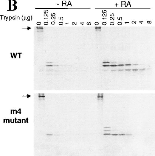 Fig. 1. PMLRARm4 and RARm4. / A, PMLRARαm4: the Leu to Pro point mutation at codon 398 ofRARα was introduced into a human PMLRARα cDNA whose chromosome 15 breakpoint lies in breakpoint cluster 1.16The PML portion of the fusion is shown with hatching with selected structural domains labeled and shown in white. The B-F domains that encompass the RARα portion of the fusion are labeled and functional regions are noted. RARαm4: the Leu to Pro point mutation was introduced into a human RARα1 cDNA. B, Hormone binding by PMLRARα (“Wild-type,” WT) andPMLRARαm4 (m4 mutant). Radiolabeled proteins synthesized by in vitro transcription and translation were incubated without or with increasing amounts of trypsin (indicated above the panels) in the absence or presence of 1 μmol tRA. The protein products were resolved by denaturing PAGE and visualized by autoradiography. The arrows show the position of the full-length undigested proteins. Smaller bands represent partially degraded products. C, Dominant negative activity of the m4 mutant proteins. CV-1 cells were transiently transfected with pSG5 constructs containing no exogenous receptor, RARα (WT),RARαm4, PMLRARα (WT), and PMLRARαm4. Luciferase activity expressed from a cotransfected βRARE-luciferase reporter gene was normalized to β-galactosidase activity from a cotransfected pCH210-LacZ plasmid. D, Decreased hormone-induced dissociation of SMRT corepressor by the m4 mutant proteins. GST-SMRT fusion protein was synthesized in E coli and was immobilized on glutathione agarose. The different receptor proteins were synthesized by in vitro transcription and translation and were incubated with the immobilized GST-SMRT in the absence or presence of 1 μmol tRA, as indicated below the panels. Equivalent amounts of GST-SMRT and radiolabeled receptor protein were used for each panel. Nonrecombinant GST, immobilized on glutathione agarose, was used in parallel as a negative control. The radiolabeled receptors remaining bound to the GST or GST-SMRT matrix after washing were eluted, were resolved by denaturing PAGE, and were visualized and quantified by phosphorimager analysis. The amount of radiolabeled receptor bound to the GST or GST-SMRT matrix, relative to the amount of receptor input in each binding reaction, is displayed beneath each panel.