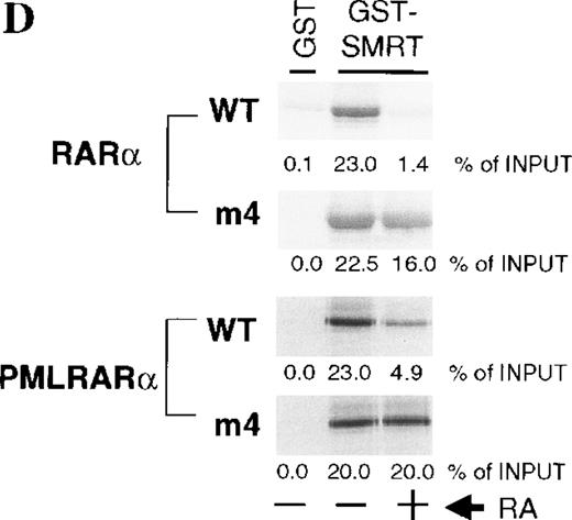Fig. 1. PMLRARm4 and RARm4. / A, PMLRARαm4: the Leu to Pro point mutation at codon 398 ofRARα was introduced into a human PMLRARα cDNA whose chromosome 15 breakpoint lies in breakpoint cluster 1.16The PML portion of the fusion is shown with hatching with selected structural domains labeled and shown in white. The B-F domains that encompass the RARα portion of the fusion are labeled and functional regions are noted. RARαm4: the Leu to Pro point mutation was introduced into a human RARα1 cDNA. B, Hormone binding by PMLRARα (“Wild-type,” WT) andPMLRARαm4 (m4 mutant). Radiolabeled proteins synthesized by in vitro transcription and translation were incubated without or with increasing amounts of trypsin (indicated above the panels) in the absence or presence of 1 μmol tRA. The protein products were resolved by denaturing PAGE and visualized by autoradiography. The arrows show the position of the full-length undigested proteins. Smaller bands represent partially degraded products. C, Dominant negative activity of the m4 mutant proteins. CV-1 cells were transiently transfected with pSG5 constructs containing no exogenous receptor, RARα (WT),RARαm4, PMLRARα (WT), and PMLRARαm4. Luciferase activity expressed from a cotransfected βRARE-luciferase reporter gene was normalized to β-galactosidase activity from a cotransfected pCH210-LacZ plasmid. D, Decreased hormone-induced dissociation of SMRT corepressor by the m4 mutant proteins. GST-SMRT fusion protein was synthesized in E coli and was immobilized on glutathione agarose. The different receptor proteins were synthesized by in vitro transcription and translation and were incubated with the immobilized GST-SMRT in the absence or presence of 1 μmol tRA, as indicated below the panels. Equivalent amounts of GST-SMRT and radiolabeled receptor protein were used for each panel. Nonrecombinant GST, immobilized on glutathione agarose, was used in parallel as a negative control. The radiolabeled receptors remaining bound to the GST or GST-SMRT matrix after washing were eluted, were resolved by denaturing PAGE, and were visualized and quantified by phosphorimager analysis. The amount of radiolabeled receptor bound to the GST or GST-SMRT matrix, relative to the amount of receptor input in each binding reaction, is displayed beneath each panel.