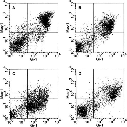 Fig. 4. Variable surface marker expression in PMLRARm4leukemias. / Bone marrow cells were stained with Gr-1 and Mac-1 antibodies that recognize myeloid surface antigens. Dead cells were eliminated from the analysis on the basis of staining with propidium iodide. (A) Control. (B) Leukemic mouse 4042 (C) Leukemic mouse 4099 (D) Transplanted leukemia 4048.2.