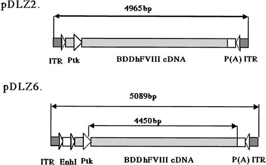 Fig. 1. rAAV/BDD-hFVIII constructs. / The maps for the 2 rAAV constructs expressing BDD-hFVIII are shown: pDLZ2 (4965 bp including 2 ITRs, 107% of wt-AAV) and pDLZ6 (5089 bp including 2 ITRs, 109% of wt-AAV). ITR, AAV inverted terminal repeat; EnhI, Enhancer I of the HBV; Ptk, TK promoter of the HSV; and P(A), herpes simplex thymidine kinase polyadenylation sequence.