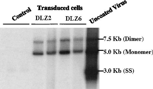 Fig. 2. Replication and package of rAAV/BDD-hFVIII. / Low molecular weight DNA (Hirt DNA) was isolated from rAAV/DLZ2, DLZ6 and DLZ8 (control) transduced HeLa and HepG2 cells, separated by agarose gel, and probed with BDD-hFVIII cDNA. From right to left: Control Lane, 1-HepG2+ rAAV/DLZ8; 2-HeLa + rAAV/DLZ8; DLZ2: 1-HeLa + rAAV/DLZ2; 2-HepG2 + rAAV/DLZ2; DLZ6: 1-HeLa + rAAV/DLZ6; 2-HepG2 + rAAV/DLZ6; and uncoated rAAV/DLZ6 virion DNA.