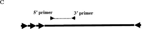 Fig. 4. Molecular analysis of the mice receiving injection of rAAV/DLZ6. / A. Diagram of primers designed for detection of rAAV DNA. B. Distribution of rAAV in mice following portal vein injection. A unique 450 bp fragment of rAAV/DLZ6 was amplified to detect distribution of rAAV after hepatic injection. DNA isolated from brain, spinal cord, muscle, bone marrow, heart, lung, testis, lymph node, kidney, intestine, and spleen were analyzed following sacrifice of a mouse receiving high-dose rAAV/DLZ6. Liver/LD and Liver/HD refer to DNA PCR analysis of animals receiving low- and high-dose rAAV/DLZ6. Standard curve 5, 1, 0.2, 0.1, 0.01, and 0 genome copy equivalents of plasmid pDLZ6 diluted with genomic mouse DNA. C. Diagram of the primers designed for RT/PCR. D. RT-PCR analysis of total RNA isolated from control and experimental animals. Primers were designed to amplify a 534-bp BDD-hFVIII specific fragment. –RT control employed RNA isolated from the mouse liver receiving high-dose rAAV/DLZ6. The negative control used RNA isolated from control animal. RNA samples of muscle, brain, lymph nodes, testis, kidney, and spleen were from the mouse receiving high-dose rAAV/DLZ6. LD: liver RNA isolated from mouse receiving low-dose AAV/DLZ6. HD: liver RNA isolated from mouse receiving high-dose rAAV/DLZ6. E. Sph I digestion of Diagram of the restriction digestion using Sph I. F. Southern blot analysis of high molecular weight genomic DNA and Hirt DNA isolated from experimental animals. Standard curve: genomic DNA from control mouse liver with 5, 1, 0.2, and 0.02 genome copy equivalents of plasmid pDLZ6 per cell, respectively. HMW genomic DNA and low molecular wt liver DNA (HIRT) isolated from animals receiving high-dose rAAV/DLZ6.