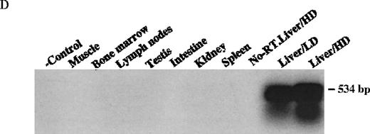 Fig. 4. Molecular analysis of the mice receiving injection of rAAV/DLZ6. / A. Diagram of primers designed for detection of rAAV DNA. B. Distribution of rAAV in mice following portal vein injection. A unique 450 bp fragment of rAAV/DLZ6 was amplified to detect distribution of rAAV after hepatic injection. DNA isolated from brain, spinal cord, muscle, bone marrow, heart, lung, testis, lymph node, kidney, intestine, and spleen were analyzed following sacrifice of a mouse receiving high-dose rAAV/DLZ6. Liver/LD and Liver/HD refer to DNA PCR analysis of animals receiving low- and high-dose rAAV/DLZ6. Standard curve 5, 1, 0.2, 0.1, 0.01, and 0 genome copy equivalents of plasmid pDLZ6 diluted with genomic mouse DNA. C. Diagram of the primers designed for RT/PCR. D. RT-PCR analysis of total RNA isolated from control and experimental animals. Primers were designed to amplify a 534-bp BDD-hFVIII specific fragment. –RT control employed RNA isolated from the mouse liver receiving high-dose rAAV/DLZ6. The negative control used RNA isolated from control animal. RNA samples of muscle, brain, lymph nodes, testis, kidney, and spleen were from the mouse receiving high-dose rAAV/DLZ6. LD: liver RNA isolated from mouse receiving low-dose AAV/DLZ6. HD: liver RNA isolated from mouse receiving high-dose rAAV/DLZ6. E. Sph I digestion of Diagram of the restriction digestion using Sph I. F. Southern blot analysis of high molecular weight genomic DNA and Hirt DNA isolated from experimental animals. Standard curve: genomic DNA from control mouse liver with 5, 1, 0.2, and 0.02 genome copy equivalents of plasmid pDLZ6 per cell, respectively. HMW genomic DNA and low molecular wt liver DNA (HIRT) isolated from animals receiving high-dose rAAV/DLZ6.