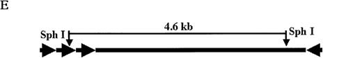 Fig. 4. Molecular analysis of the mice receiving injection of rAAV/DLZ6. / A. Diagram of primers designed for detection of rAAV DNA. B. Distribution of rAAV in mice following portal vein injection. A unique 450 bp fragment of rAAV/DLZ6 was amplified to detect distribution of rAAV after hepatic injection. DNA isolated from brain, spinal cord, muscle, bone marrow, heart, lung, testis, lymph node, kidney, intestine, and spleen were analyzed following sacrifice of a mouse receiving high-dose rAAV/DLZ6. Liver/LD and Liver/HD refer to DNA PCR analysis of animals receiving low- and high-dose rAAV/DLZ6. Standard curve 5, 1, 0.2, 0.1, 0.01, and 0 genome copy equivalents of plasmid pDLZ6 diluted with genomic mouse DNA. C. Diagram of the primers designed for RT/PCR. D. RT-PCR analysis of total RNA isolated from control and experimental animals. Primers were designed to amplify a 534-bp BDD-hFVIII specific fragment. –RT control employed RNA isolated from the mouse liver receiving high-dose rAAV/DLZ6. The negative control used RNA isolated from control animal. RNA samples of muscle, brain, lymph nodes, testis, kidney, and spleen were from the mouse receiving high-dose rAAV/DLZ6. LD: liver RNA isolated from mouse receiving low-dose AAV/DLZ6. HD: liver RNA isolated from mouse receiving high-dose rAAV/DLZ6. E. Sph I digestion of Diagram of the restriction digestion using Sph I. F. Southern blot analysis of high molecular weight genomic DNA and Hirt DNA isolated from experimental animals. Standard curve: genomic DNA from control mouse liver with 5, 1, 0.2, and 0.02 genome copy equivalents of plasmid pDLZ6 per cell, respectively. HMW genomic DNA and low molecular wt liver DNA (HIRT) isolated from animals receiving high-dose rAAV/DLZ6.