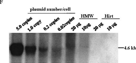 Fig. 4. Molecular analysis of the mice receiving injection of rAAV/DLZ6. / A. Diagram of primers designed for detection of rAAV DNA. B. Distribution of rAAV in mice following portal vein injection. A unique 450 bp fragment of rAAV/DLZ6 was amplified to detect distribution of rAAV after hepatic injection. DNA isolated from brain, spinal cord, muscle, bone marrow, heart, lung, testis, lymph node, kidney, intestine, and spleen were analyzed following sacrifice of a mouse receiving high-dose rAAV/DLZ6. Liver/LD and Liver/HD refer to DNA PCR analysis of animals receiving low- and high-dose rAAV/DLZ6. Standard curve 5, 1, 0.2, 0.1, 0.01, and 0 genome copy equivalents of plasmid pDLZ6 diluted with genomic mouse DNA. C. Diagram of the primers designed for RT/PCR. D. RT-PCR analysis of total RNA isolated from control and experimental animals. Primers were designed to amplify a 534-bp BDD-hFVIII specific fragment. –RT control employed RNA isolated from the mouse liver receiving high-dose rAAV/DLZ6. The negative control used RNA isolated from control animal. RNA samples of muscle, brain, lymph nodes, testis, kidney, and spleen were from the mouse receiving high-dose rAAV/DLZ6. LD: liver RNA isolated from mouse receiving low-dose AAV/DLZ6. HD: liver RNA isolated from mouse receiving high-dose rAAV/DLZ6. E. Sph I digestion of Diagram of the restriction digestion using Sph I. F. Southern blot analysis of high molecular weight genomic DNA and Hirt DNA isolated from experimental animals. Standard curve: genomic DNA from control mouse liver with 5, 1, 0.2, and 0.02 genome copy equivalents of plasmid pDLZ6 per cell, respectively. HMW genomic DNA and low molecular wt liver DNA (HIRT) isolated from animals receiving high-dose rAAV/DLZ6.