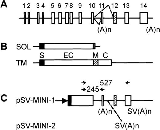 Fig. 1. Structure of the hIL-5R minigene and PCR primer design. / (A) hIL-5Rα gene structure. The alternative splicing choice leading to the transcripts encoding the secreted or membrane-anchored isoforms is indicated by dashed lines. Exons are shown as boxes and are numbered on top, with exon 11 corresponding to the “soluble”-specific exon and exon 12 encoding the transmembrane region. Polyadenylation sites are shown below. (B) The 2 major transcripts from the hIL-5Rα gene. SOL encodes the major secreted variant; TM encodes the membrane-associated receptor.8 Boxes are translated regions, with protein domains shown: S indicates signal peptide; EC, extracellular domain; M, membrane anchor; C, cytoplasmic tail. (C) The structure of the minigenes. Boxes are translated regions, either from cDNA segments or from exons. (A)n is the polyadenylation site present in the “soluble”-specific exon; SV(A)n comes from SV40 and is artificially added. The position of the extra SV(A)n in pSV-MINI-2 is shown by a dashed line. The arrow represents the SV40 early promoter. On top, arrows indicate the positions of the primers used in the (competitive) RT-PCR experiments. Sizes of possible reaction products are indicated. Throughout the figure, black, gray, and hatched boxes correspond to exons, protein domains, or coding regions specifying the signal peptide, secreted isoform, or membrane-anchored isoform, respectively.