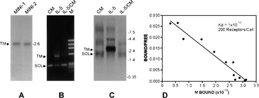 Fig. 2. Transcription patterns from hIL-5R gene and minigenes. / (A) Northern blot hybridization experiments were performed using a probe that detects both membrane associated (TM) and soluble (SOL) IL-5Rα mRNA isoforms, using RNA from Cos-1 cells transfected with the pSV-MINI-1 or -2 constructs. In both cases, only IL-5Rα-TM was detected. Construct pSV-MINI-2 includes an SV40 polyadenylation sequence downstream of exon 11, ruling out the possibility that the absence of the SOL mRNA is due to a deficiency in recognizing the SOL transcript-specific polyadenylation signal. The size and location of the TM-specific transcript is indicated. (B and C) Competitive RT-PCR analysis and Northern analysis of IL-5Rα transcripts from FDC-P1-MINI-1.1 cells grown in EL4-conditioned medium (lanes CM, a source of murine IL-3), or rhIL-5 (lanes IL-5) for 2 weeks, or in rhIL-5 for 2 weeks followed by EL-4-conditioned medium for a further 7 days (lanes IL-5/CM). Representative of 3 independent experiments. (D) Culture in rhIL-5 induces high-affinity IL-5 binding sites on FDC-P1-MINI-1.1 cells. Human IL-5 was radiolabeled using125I by the iodogen procedure and Scatchard plot analysis was performed. No binding was detected to cells grown in EL-4 conditioned medium alone.