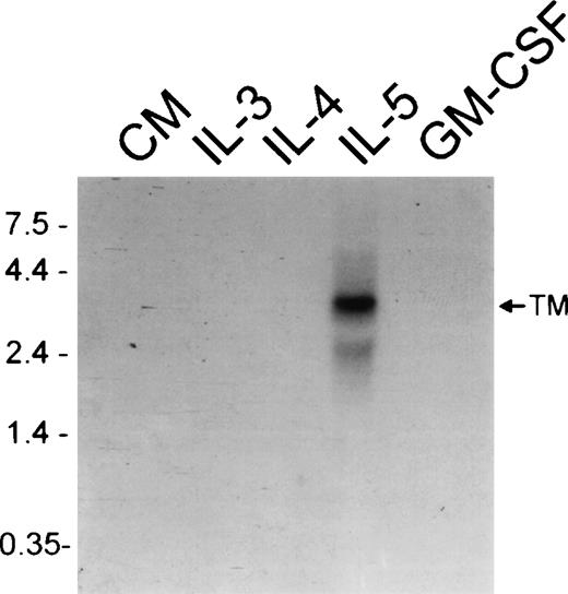 Fig. 3. Expression of membrane-associated IL-5R. / IL-5 but not IL-3 or GM-CSF induces a switch toward membrane-associated IL-5Rα isoform expression. Northern analysis using a probe that detects the membrane-associated (TM) IL-5Rα mRNA isoform using RNA extracted from FDC-P1-MINI-1.1 cells grown in conditioned medium (CM), rmIL-3, rmIL-4, rhIL-5, or rmGM-CSF for 2 weeks.