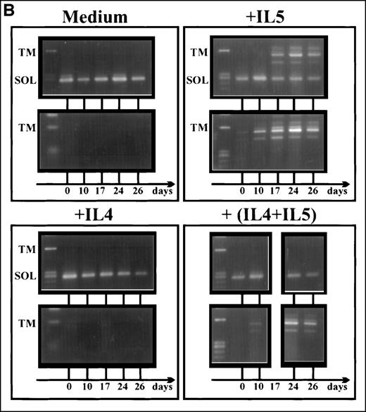 Fig. 4. Induced up-regulation of the membrane-bound hIL-5R isoform by IL-5. / (A) Flow cytometry plots of FDC-P1-MINI-1.1 cells labeled with the lipophilic chromophore PKH2-GL. Cell growth in human IL-5 (bottom panel) showed a single population, which parallels spontaneous autocrine outgrowth (middle panel). If a fast proliferating subpopulation were present, dilution of the fluorescent dye would be much more pronounced and would approach fluorescence intensities as shown for cells grown in IL-4-containing medium (top panel). Representative of 2 independent experiments. (B) RT-PCR analysis of IL-5Rα isoform mRNA expression by FDC-P1-MINI-1.1 cells grown in medium containing EL4 CM, IL-5 alone, IL-4 alone, or IL-4 and IL-5 combined. The upper part of each panel shows the products of a competitive PCR; the lower part represents PCR data using primers for the TM-transcript only. TM-transcripts are detected in the presence of IL-5, but also, although at a lower level, and with slower kinetics in the presence of IL-4 plus IL-5. Representative of 2 independent experiments. (C) FDC-P1-MINI-1.1 cells transfected with the pSVZeo-mIL-5Rα vector, which directs the expression of the murine IL-5Rα subunit, will grow in the presence of murine IL-5, independent of hIL-5. Under these conditions, switch of isoform expression of hIL-5Rα transcripts from the minigene was also observed (arrow). Sampling time points are shown. Representative of 2 independent experiments.