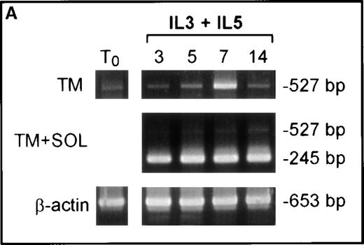 Fig. 5. IL-5R expression by developing primary human eosinophils. / (A) The effect of cytokine treatment on IL-5Rα isoform mRNA expression by human cord blood CD34+ cell-derived eosinophil progenitors. RT-PCR using primers specific for the TM-transcript, both TM and SOL transcripts, and β actin mRNA was performed on RNA extracted from cord blood CD34+ cells cultured in IL-3+IL-5 for 0, 3, 5, 7, or 14 days. Results are representative of 5 separate experiments. (B) Interleukin 5Rα surface expression is detected after 7 days of culture of CD34+progenitors in IL-3 and IL-5. Flow cytometry plot shows surface staining with α16 (an IgG1 mouse monoclonal antibody to human IL-5Rα chain) or isotype control IgG1 antibody. CD34+cord blood-derived progenitors were stained at the time of isolation (day 0) and after 7 days of culture in IL-3 and IL-5. The plot shown is typical of 10 independent experiments. (C) CD34+ umbilical cord blood progenitors acquire biologic responsiveness to IL-5 by day 7 of culture in IL-3 and IL-5. Chemokinetic and polarization responses of cord blood-derived CD34+ cells cultured in IL-3 and IL-5 for 4, 7, and 14 days. Cells added to the top well were exposed to medium alone (open bars) or IL-5 at 0.1 nM (hatched bars) or 1 nM (black bars). Chemokinetic index is the number of cells in the bottom well at 1 hour with stimulus divided by that with medium alone. Polarization in response to medium alone or 0.1 nM and 1 nM IL-5 was assessed by change in forward scatter (FSC) signal on flow cytometry (mature peripheral blood eosinophils showed a mean change in forward scatter of 120 units to 1 nM IL-5, n = 3, data not shown). The figure shows a typical response at days 7 and 14. No response to IL-5 was seen at day 3 to 4 in 7 independent experiments. Responsiveness of cells cultured for 7 days to IL-5 was variable and may reflect different rates of eosinophil development in different cultures; however, similar responses to those shown were seen from cells cultured for 7 days in IL-3 and IL-5 in 4 independent experiments.