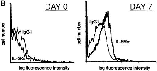 Fig. 5. IL-5R expression by developing primary human eosinophils. / (A) The effect of cytokine treatment on IL-5Rα isoform mRNA expression by human cord blood CD34+ cell-derived eosinophil progenitors. RT-PCR using primers specific for the TM-transcript, both TM and SOL transcripts, and β actin mRNA was performed on RNA extracted from cord blood CD34+ cells cultured in IL-3+IL-5 for 0, 3, 5, 7, or 14 days. Results are representative of 5 separate experiments. (B) Interleukin 5Rα surface expression is detected after 7 days of culture of CD34+progenitors in IL-3 and IL-5. Flow cytometry plot shows surface staining with α16 (an IgG1 mouse monoclonal antibody to human IL-5Rα chain) or isotype control IgG1 antibody. CD34+cord blood-derived progenitors were stained at the time of isolation (day 0) and after 7 days of culture in IL-3 and IL-5. The plot shown is typical of 10 independent experiments. (C) CD34+ umbilical cord blood progenitors acquire biologic responsiveness to IL-5 by day 7 of culture in IL-3 and IL-5. Chemokinetic and polarization responses of cord blood-derived CD34+ cells cultured in IL-3 and IL-5 for 4, 7, and 14 days. Cells added to the top well were exposed to medium alone (open bars) or IL-5 at 0.1 nM (hatched bars) or 1 nM (black bars). Chemokinetic index is the number of cells in the bottom well at 1 hour with stimulus divided by that with medium alone. Polarization in response to medium alone or 0.1 nM and 1 nM IL-5 was assessed by change in forward scatter (FSC) signal on flow cytometry (mature peripheral blood eosinophils showed a mean change in forward scatter of 120 units to 1 nM IL-5, n = 3, data not shown). The figure shows a typical response at days 7 and 14. No response to IL-5 was seen at day 3 to 4 in 7 independent experiments. Responsiveness of cells cultured for 7 days to IL-5 was variable and may reflect different rates of eosinophil development in different cultures; however, similar responses to those shown were seen from cells cultured for 7 days in IL-3 and IL-5 in 4 independent experiments.
