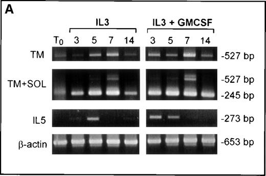 Fig. 6. Up-regulation of TM-IL-5R. / Up-regulation of TM-IL-5Rα mRNA expression in umbilical cord blood CD34+ cells grown in IL-3 and GM-CSF is preceded by IL-5 mRNA expression, and anti-IL-5 inhibits eosinophil development from cord blood-derived CD34+ cells grown in IL-3 and GM-CSF. (A) RT-PCR for TM and SOL IL-5Rα mRNA and IL-5 mRNA expression by umbilical cord blood CD34+ cells grown in IL-3 or IL-3 and GM-CSF for 0, 3, 5, 7, and 14 days. Results are representative of 3 independent experiments. (B) A neutralizing anti-hIL-5 monoclonal antibody (5A5, 10 μg/mL) was added to CD34+ cord blood cells cultured at 2 × 104 cells per 100μL in 96-well plates with IL-3 and GM-CSF, as above. Three wells were set up for each time point and cells were harvested at 3, 5, 7, and 14 days of culture for cell counts after May Grunwald Giemsa or major basic protein staining. Data shown are means and standard error for 3 separate experiments.