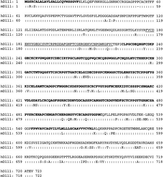 Fig. 1. Predicted amino acid sequence of human Delta-like-1. / Alignment of amino-acid sequences between human Delta-like-1 (hDll1) and mouse Delta-like-1 (mDll1). The secretion signal peptide (aa 1-25), the EGF-like repeats (aa 225-516), and the transmembrane domain (aa 543-572) are shown in bold type. The DSL domain (aa 177-221) is underlined. The Genbank accession number for hDll1 is AF196571.
