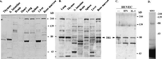 Fig. 2. Delta-like-1 protein expression. / (A) Western blot with chicken isotype IgY control. No signal was observed at the position of 79 kd. (B,C) Western blot with affinity-purified anti-mDll1NDSL antibody. mDll1 protein (79 kd was detected in adult mouse tissues, including lung, thymus, small intestine, brain, spleen, liver, and bone marrow. hDll1 protein (79 kd was also detected with the same antibody in human umbilical vein endothelial cells (HUVEC), HUVEC treated with IFN-αb and IL-1β (IL-1). (D) In vitro transcription and translation of thehDll1 cDNA. The full-length hDll1 cDNA was in vitro translated into a 79-kd protein. Autoradiograph of the35S-labeled protein product separated by 10% SDS-PAGE was shown.