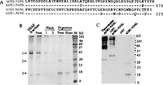 Fig. 4. Production of soluble hDll1NDSL and GST-hDll1NDSL recombinant proteins. / (A) Amino acid sequences of hDll1 and mDll1 containing the N-terminal and DSL regions are termed hDll1NDSL and mDll1NDSL. The two sequences are highly conserved with 92% identity and 97% similarity in amino acid sequences. The cDNA sequences encoding hDll1NDSL was subcloned into pGEX-2T vector to create GST-hDll1NDSL fusion protein. (B) Production of hDll1NDSL by digestion of the fusion protein with thrombin protease. Coomassie-blue staining of the protein gel is shown. Five microliters DEAE fraction, DEAE column pass and wash (fractions 1 and 2) before digestion, and column pass and elute after digestion were analyzed by SDS-PAGE. 1, indicates the position of GST-hDll1NDSL at 43-kd marker; 2, indicates GST at 26 kd; 3, indicates hDll1NDSL at 17 kd. (C). Western blot analysis of the recombinant proteins. Monomeric forms of thioredoxin-mDll1NDSL, GST-hDll1NDSL, and hDll1NDSL were detected at positions 34 kd, 43 kd, and 17 kd, respectively by Western blot with anti-mDll1NDSLantibody. Polymers of the two fusion proteins were also revealed. No staining for GST was seen. A weak band in the hDll1-NDSL lane at approximately 27 kd was detected. It is highly possible that the band represented a degraded or partially digested product of GST-hDll1-NDSL during overnight incubation with thrombin protease.