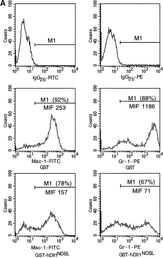 Fig. 6. Effects of GST-hDll1NDSL in myelopoiesis. / Mouse Lin− bone marrow cells were cultured for 7 days in the serum-free medium with IL-3, GM-CSF, and IL-1. GST-hDll1NDSL or control GST was added to the cultures at 0.1 μmol/L every 3 days. The cultures were initiated with 3 × 104 Lin−cells in 3 mL serum-free medium. All values represent mean ± SE from five independent experiments. (A) Differentiation analysis. Lin− cells cultured for 7 days with GST or GST-hDll1NDSL were washed and labeled with FITC- and phycoerythrin (PE)-conjugated mAbs directed to Mac-1 or Gr-1. The top panel of fluorescence histograms shows the cells stained with control isotype antibodies (IgG2b-FITC and IgG2b-PE). The middle panel shows the cells cultured with GST and stained with anti-Mac-1 or anti-Gr-1 antibodies. The bottom panel shows the cells cultured with GST-hDll1NDSL and stained with the above two antibodies. The x-axis represents log fluorescence intensity, and the y-axis represents cell numbers. Percentages of Mac-1- or Gr-1-positive cells are indicated in parentheses, and the MIF is shown for the corresponding M1 population of cells. (B) Progenitor cell assay. Lin− cells before and after culture for 7 days with GST and GST-hDll1NDSL were plated in triplicate in methylcellulose supplemented with IL-3, GM-CSF, KL, and Epo. Colonies were scored under microscope, including the CFU mix consisting of multiple lineages of at least granulocyte/macrophage and erythroid clusters, CFU-GM, burst-forming unit–erythrocyte (early BFU-E consisting of multiple erythroid clusters and late BFU-E as a single compact erythroid colony at day 7 of culture), and high-proliferation potential–CFU colonies (larger than 0.5 mm in diameter). Columns represent fold expansion of colonies formed by the progenitors. The fold expansion was calculated as the number of colonies from the day 7 cultured cells divided by the colonies from the cells before culture. Differences between the GST and GST-hDll1NDSL groups are statistically significant for CFU mix and early BFU-E (P = .02) and very significant for CFU-GM (P = .02), late BFU-E (P = .01), and total CFU (P = .001).