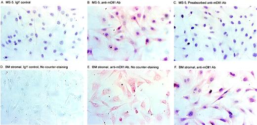 Fig. 3. Immunohistochemical analysis of mDll1 protein expression. / The expression of mDll1 was detected using the affinity-purified anti-mDll1NDSL antibody conjugated with biotin. Avidin mediates the detection system through alkaline phosphatase (AP)-conjugated biotin. New fuscin substrate of AP-stained the cells expressing mDll1 red. Hematoxylin-stained the nucleus brown. (A) MS-5 cells stained with isotype IgY-biotin control and hematoxylin. The cells show no staining in the cytoplasm and brown staining in the nucleus. (B) MS-5 cells stained with anti-mDll1NDSL-biotin and hematoxylin. The cells show reddish cytoplasmic and brownish nuclear staining. (C) MS-5 cells stained with preabsorbed anti-mDll1NDSL-biotin and hematoxylin. The cells show no staining in the cytoplasm and brownish staining in the nucleus. (D) Bone marrow stromal cells stained with isotype IgY-biotin control. The cells show no cytoplasmic or nuclear staining. (E) Bone marrow stromal cells stained with anti-mDll1NDSL-biotin. The cells show reddish cytoplasmic and no nuclear staining. (F) Bone marrow cells stained with anti-mDll1NDSL-biotin and hematoxylin. The cells show reddish cytoplasmic and brownish nuclear staining.