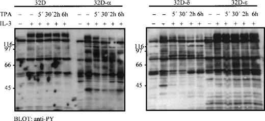 Fig. 1. PKC- and PKC-δ inhibit IL-3–induced cellular tyrosine phosphorylation. / 32D-wt, 32D-αb 32D-δ, and 32D-ε cells were starved for 18 hours (0.5% FCS), pretreated with TPA (100 ng/mL) for the indicated times, and stimulated with IL-3 (10 ng/mL) for 15 minutes. 25 μg total cellular protein was loaded on each lane, and tyrosine phosphorylation was detected by immunoblotting.