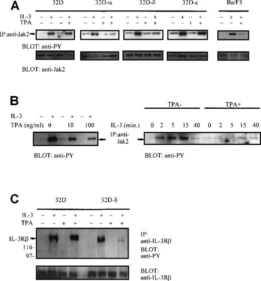 Fig. 2. (A) PKC- and PKC-δ inhibit IL-3–induced tyrosine phosphorylation of Jak2. / 32D-wt, 32D-α, 32D-δ, and 32D-ε cells, and Ba/F3 cells were pretreated with vehicle alone or with 100 ng/mL TPA for 30 minutes and then stimulated with IL-3 (10 ng/mL) for 15 minutes, as indicated. Jak2 was immunoprecipitated and subjected to anti-phosphotyrosine and anti-Jak2 immunoblotting. (B) The effect of TPA concentration (left panel) and kinetics (right panel) on Jak2 tyrosine phosphorylation in 32D-δ cells. 32D-δ cells were treated with vehicle alone or with TPA (30 minutes) before IL-3 stimulation, and Jak2 was immunoprecipitated and subjected to anti-phosphotyrosine immunoblotting. (C) PKC-δ inhibits IL-3–induced tyrosine phosphorylation of IL-3Rβ. 32D-wt and 32D-δ cells were treated with TPA (30 minutes) and IL-3 (15 minutes), as indicated. IL-3Rβ was immunoprecipitated and immunoblotted with anti-phosphotyrosine antibody and reprobed with anti–IL-3Rβ antibody.
