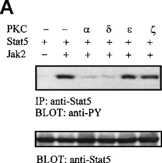 Fig. 3. Specificity of PKC isoforms on inhibition of Jak2. / (A) Jak2-induced tyrosine phosphorylation of Stat5 is specifically inhibited by PKC-α and PKC-δ. COS7 cells were transfected with Stat5a, Jak2, and equal amounts of different PKC isoform expression plasmids, as indicated. Forty-eight hours after transfection, the cells were lysed and Stat5a was immunoprecipitated and subjected to anti-phosphotyrosine and anti-Stat5a immunoblotting. (B) COS7 cells were transfected with Stat1, Jak2, and equal amounts of different PKC isoform expression plasmids, as indicated. After 48 hours the cells were lysed for electrophoretic mobility shift assay. 8 μg protein from each lysate was incubated with 32P-labeled GAS oligonucleotide and separated on 4.5% TBE-PAGE, followed by autoradiography.