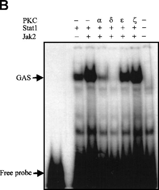 Fig. 3. Specificity of PKC isoforms on inhibition of Jak2. / (A) Jak2-induced tyrosine phosphorylation of Stat5 is specifically inhibited by PKC-α and PKC-δ. COS7 cells were transfected with Stat5a, Jak2, and equal amounts of different PKC isoform expression plasmids, as indicated. Forty-eight hours after transfection, the cells were lysed and Stat5a was immunoprecipitated and subjected to anti-phosphotyrosine and anti-Stat5a immunoblotting. (B) COS7 cells were transfected with Stat1, Jak2, and equal amounts of different PKC isoform expression plasmids, as indicated. After 48 hours the cells were lysed for electrophoretic mobility shift assay. 8 μg protein from each lysate was incubated with 32P-labeled GAS oligonucleotide and separated on 4.5% TBE-PAGE, followed by autoradiography.
