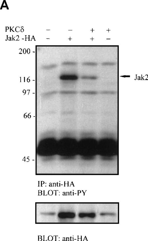 Fig. 4. Tyrosine phosphorylation and kinase activity of Jak2 are inhibited by PKC-δ. / (A) COS7 cells were transfected with HA-tagged Jak2 and PKC-δ expression plasmids, as indicated. Jak2 was immunoprecipitated with anti-HA antibody and subjected to anti-phosphotyrosine and subsequently anti-HA immunoblotting. (B) COS7 cells were transfected with Jak2, PKC-δ, and PKC-ζ expression plasmids, as indicated. Jak2 was immunoprecipitated and subjected to in vitro kinase assay using Stat1 tyrosine phosphorylation-site peptide as substrate. The reactions were separated on 20% SDS-PAGE, followed by autoradiography.