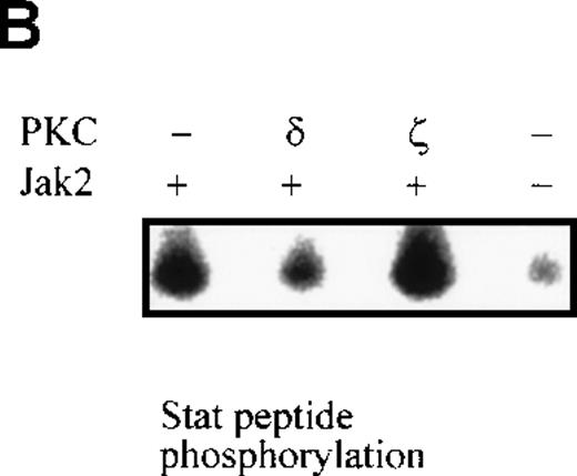 Fig. 4. Tyrosine phosphorylation and kinase activity of Jak2 are inhibited by PKC-δ. / (A) COS7 cells were transfected with HA-tagged Jak2 and PKC-δ expression plasmids, as indicated. Jak2 was immunoprecipitated with anti-HA antibody and subjected to anti-phosphotyrosine and subsequently anti-HA immunoblotting. (B) COS7 cells were transfected with Jak2, PKC-δ, and PKC-ζ expression plasmids, as indicated. Jak2 was immunoprecipitated and subjected to in vitro kinase assay using Stat1 tyrosine phosphorylation-site peptide as substrate. The reactions were separated on 20% SDS-PAGE, followed by autoradiography.