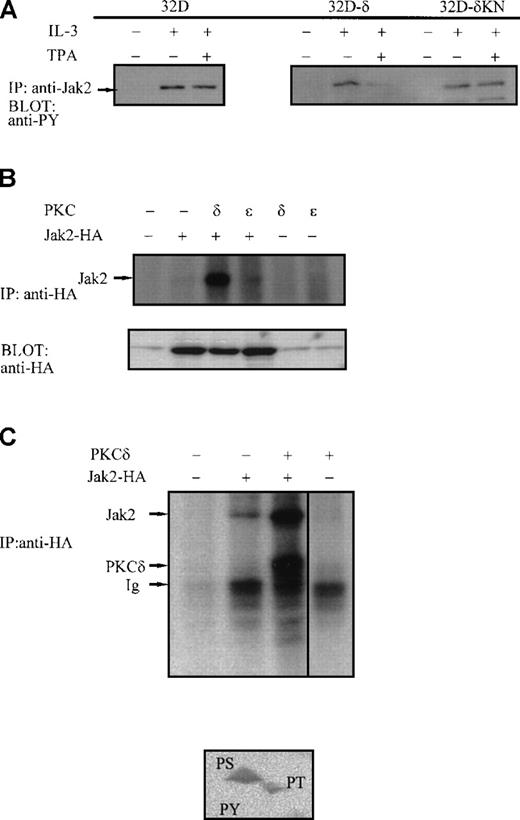 Fig. 5. Phosphorylation of Jak2 by PKC-δ. / (A) IL-3–induced tyrosine phosphorylation of Jak2 in 32D-wt (left), 32D-δ (middle), and 32D cells expressing kinase-negative (KN) PKC-δ (right). Cells were treated with TPA and IL-3, as indicated. Jak2 was immunoprecipitated and subjected to anti-phosphotyrosine blotting. (B) Phosphorylation of Jak2 by PKC-δ. COS7 cells were transfected with HA-tagged Jak2 and PKC-δ and PKC-ε expression constructs as indicated, and Jak2 was immunoprecipitated with anti-HA antibody. The immunocomplexes were subjected to PKC kinase assay and resolved by SDS-PAGE before autoradiography. Expression of Jak2 was analyzed by anti-HA immunoblotting. (C) Cellular complex formation between PKC-δ and Jak2. HA-tagged Jak2 and PKC-δ were transfected to COS7 cells, as indicated. Cells were lysed in 1% NP40 lysis buffer. Jak2 was immunoprecipitated with anti-HA antibody, subjected to PKC kinase assay, and resolved by SDS-PAGE. Jak2, PKC-δ, and immunoglobulin-heavy chain are indicated by arrows. The band corresponding to PKC-δ–phosphorylated Jak2 protein was extracted from gel and subjected to phospho-amino acid analysis using 2-dimensional thin-layer electrophoresis.