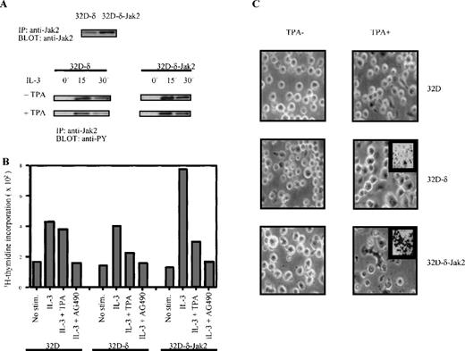 Fig. 6. Inhibition of Jak2 is associated with growth arrest during differentiation of 32D-δ cells. / (A) Tyrosine phosphorylation of Jak2 in 32D-δ and 32D-δ–Jak2 cells. Cells were treated with TPA and IL-3, as indicated, and Jak2 was immunoprecipitated and subjected to anti-phosphotyrosine immunoblotting. Upper panel shows Jak2 protein levels. (B) Effect of Jak2 overexpression on IL-3 induced proliferation of 32D cells. Growing cells were washed twice and treated as indicated (AG490, 100 μmol/L, TPA 100 ng/mL). After 18 hours 3H-thymidine was added to the cultures for 6 hours, after which the cells were harvested. (C) TPA-induced differentiation and apoptosis in different derivatives of 32D cells. The microphotographs were taken from cells cultured for 24 hours in 2% FCS + IL-3 in the absence (left) or presence (right) of TPA (100 ng/mL). Insets show TUNEL staining of cells grown under identical conditions on coverslips.