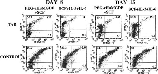 Fig. 3. Double staining by anti-CD41a and CD42a MoAbs of CD34+ cells cultured for 8 and 15 days in liquid culture medium. / Blood CD34+ cells from a TAR syndrome patient were grown in liquid medium in the presence of SCF plus PEG-rHuMGDF or a combination of 3 cytokines (IL-3, SCF, and IL-6). At days 8 and 15, cells were labeled by an R-PE anti-CD41a MoAb and FITC anti-CD42a MoAb and analyzed by flow cytometry. This figure illustrates the results obtained in 1 patient. Similar results were obtained in the 4 other patients studied.
