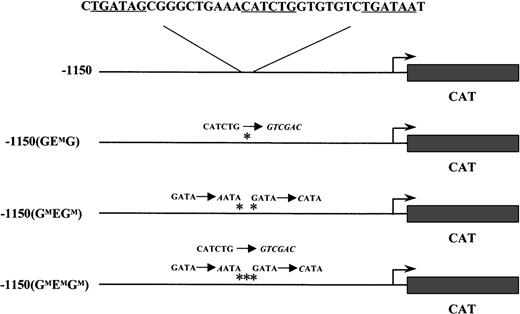 Fig. 1. Wild-type and mutant EKLF CAT transgenic constructs. / The mouse EKLF promoter from −1150 to +60 was fused to the CAT reporter gene. The nucleotide sequence for GATA-E box-GATA motif is shown above the wild-type construct. Each consensus-binding site is underlined. Asterisks mark the mutations in subsequent constructs; the nucleotide changes are shown in italics.