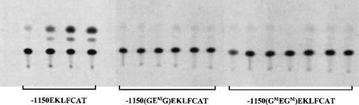 Fig. 2. Mutations in either the E box or the GATA sites eliminate expression in adult blood. / Samples from the blood of F1 mice carrying wild-type or mutant EKLFCAT constructs were assayed for CAT activity. All 4 wild-type lines are included. Six representative lines for the E box mutant construct and 7 lines with the GATA site mutations are shown. Additional data are summarized in Table 1.