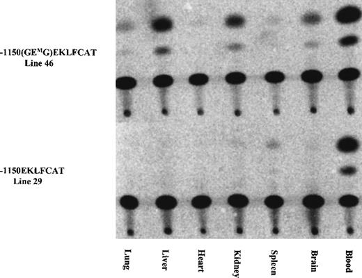 Fig. 3. Ectopic expression infrequently occurred in some mutant constructs, whereas expression from the wild-type EKLF promoter remained tissue specific. / The tissue specificity was assayed for 1 of the E box mutant lines expressed in adult blood (see Table 1) and was compared against the expression from a wild-type construct. Tissues collected from adult F1 animals were assayed for CAT activity as described.