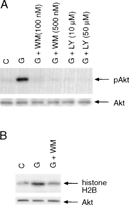 Fig. 1. Activation of Akt by G-CSF treatment of BAF3 cells expressing the wild-type G-CSF receptor. / (A) Induction of Akt phosphorylation. Cells were incubated in serum-free medium for 6 hours and then stimulated with G-CSF (100 ng/mL) for 10 minutes with or without pretreatment for 15 minutes with wortmannin (WM) or Ly294 002 (LY). Akt phosphorylation was determined using a phospho-specific antibody that recognizes Akt only when phosphorylated on Serine 473 (upper panel). The membrane was reprobed with anti-Akt antibody (lower panel). (B) Activation of Akt kinase activity. Akt was immunoprecipitated from whole-cell extracts prepared from unstimulated or G-CSF–stimulated cells. The kinase activity of Akt was determined by in vitro kinase assay using histone H2B as a substrate (upper panel). The amounts of Akt kinase in each sample were determined by probing the membrane with anti-Akt antibody (lower panel).
