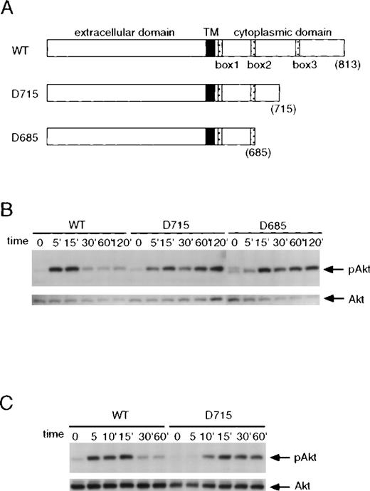Fig. 2. Kinetics of G-CSF–induced Akt phosphorylation in BAF3 cells expressing the different forms of the G-CSF receptor. / (A) Schematic diagram of the wild-type (WT) and truncated forms of the G-CSF receptor. Boxes B1, B2, and B3 denote subdomains conserved in several members of the cytokine receptor superfamily. The numbers in parentheses indicate amino acid positions; TM, transmembrane domain. (B) Akt phosphorylation induced by G-CSF in BAF3 cells expressing the different G-CSF receptor forms. Cells were left untreated or treated with G-CSF for the indicated times. Whole-cell extracts were immunoblotted with anti-phospho-Akt antibody (upper panel) and reprobed with anti-Akt antibody (lower panel). (C) G-CSF stimulated phosphorylation of Akt in myeloid 32D cells expressing the wild type or the D715 form of the receptor.
