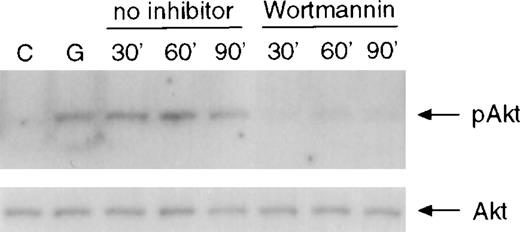 Fig. 3. Inhibition of sustained activation of Akt by wortmannin. / BAF3 cells expressing the D715 receptor were unstimulated or stimulated with G-CSF for 10 minutes prior to addition of wortmannin (100 nM) to the cultures. Whole-cell extracts were prepared at the indicated times and used for analysis of Akt phosphorylation (upper panel). The same membrane was incubated with anti-Akt antibody (lower panel).