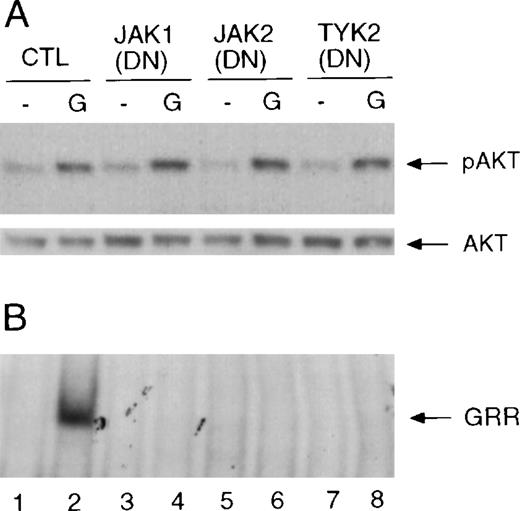 Fig. 4. Effects of dominant negative (DN) Jak mutants on the activation of Akt and Stat5. / (A) COS-7 cells were transfected with cDNAs encoding the wild-type G-CSF receptor and Stat5a only or were transfected together with cDNAs encoding the kinase inactive Jaks as indicated. Twenty hours after transfection, cells were starved for 4 hours prior to stimulation with G-CSF for 10 minutes. Whole-cell extracts were prepared and used for the analysis of Akt phosphorylation (upper panel). The membrane was reprobed with anti-Akt antibody (lower panel). (B) The same extracts were used for the analysis of Stat5a activation by EMSA using GRR probe. The complex that contains Stat5 is indicated with an arrow and labeled “GRR.”