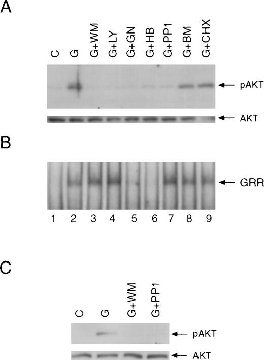 Fig. 5. Effects of different inhibitors on G-CSF–induced activation of Akt and Stats. / (A) BAF3 cells expressing the wild-type G-CSF receptor were unstimulated (lane 1) or stimulated with G-CSF for 10 minutes without (lane 2) or with preincubation with wortmannin (WM: 100 nM; lane 3), Ly294 002 (LY: 10 μM; lane 4), genistein (GN: 200 μM; lane 5), herbimycin A (HB: 1 μg/mL; lane 6), PP1 (10 μM; lane 7), bisindolylmaleimide (BM: 5 μM; lane 8) or cycloheximide (CHX: 30 μg/mL; lane 9). The preincubation times were 15 minutes except for herbimycin A (180 minutes). Whole-cell extracts were prepared and used for analysis of Akt phosphorylation by Western blotting. (B) The same extracts were used for the analysis of Stat5a activation by EMSA. (C) Peripheral blood neutrophils were left unstimulated or stimulated with G-CSF for 5 minutes following pretreatment with wortmannin or PP1 for 15 minutes as indicated. Whole-cell extracts were examined for Akt phosphorylation.