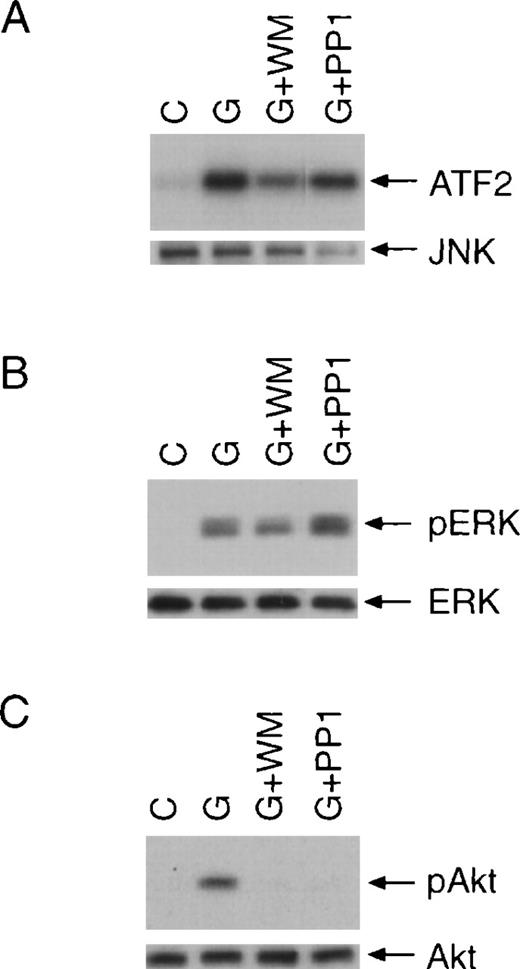 Fig. 6. PP1 has no effect on the activation of JNK and p42, p44 MAPK. / BAF/WT cells were stimulated with G-CSF for 10 minutes with or without pretreatment with wortmannin (WM) or PP1. (A) Whole-cell extracts were prepared, and JNK was immunoprecipitated with specific antiserum. The kinase activity of JNK was determined by in vitro kinase assay using ATF2 as a substrate (upper panel). The membrane was subsequently probed for JNK (lower panel). (B) The same cell extracts were also used in Western blot analysis for the determination of p42, p44 MAPK phosphorylation using a phospho-specific antibody (upper panel). Equal loading was confirmed by incubating the membrane with an anti p42, p44 MAPK antibody (lower panel). (C) Whole-cell extracts were also examined for Akt phosphorylation.