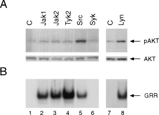 Fig. 7. Effect of overexpression of different Jaks, c-Src, or Lyn on the activation of Akt and Stat5. / COS-7 cells were transfected with either the Stat5a cDNA only (lanes 1 and 7) or together with cDNAs encoding the different Jaks (lane 2 to 4), c-Src (lane 5), Syk (lane 6), or Lyn (lane 8). Twenty hours after transfection, cells were serum-starved for 4 hours prior to preparation of whole-cell extracts. (A) Akt phosphorylation was determined by Western blotting using phospho-specific Akt antibody (upper panel). The blot was reprobed with anti-Akt antibody (lower panel). (B) Activation of Stat5a was measured by EMSA using GRR probe.